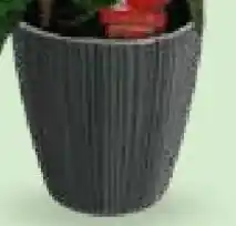 Bellaflora Topf ORO mit Einsatz Angebot
