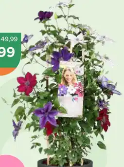 Bellaflora Waldrebe 'Evison - Three Sisters' Clematis Evison - Three Sisters Angebot