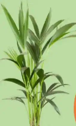 Bellaflora Kentiapalme Howea forsteriana Angebot