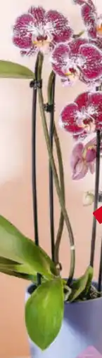Billa Orchidee Cascade Angebot