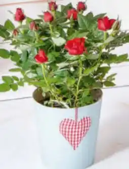 Billa Topfrosen Beau Monde Angebot