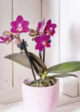 Billa Mini-Orchidee Angebot