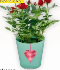 Billa Topfrosen Beau Monde Angebot