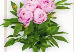 Billa Pfingstrosen Strauss Angebot