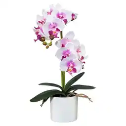 Mömax Kunstpflanze „PHALÄNOPSIS“ 42970935 mömax Angebot