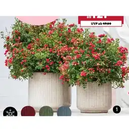 Dehner Pflanztopf ‘Urban’ Dehner Angebot