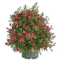 Dehner Rose 'Lilly Rose ' Topf Ø 17 cm Dehner Angebot