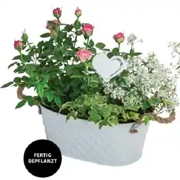 Dehner Pflanzarrangement bepflanzt mit Rose Dehner Angebot