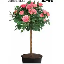 Dehner Rosen-Stämmchen Dehner Angebot