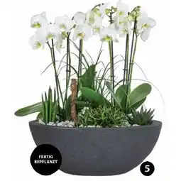 Dehner Orchideen-Arrangement Dehner Angebot
