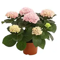 Dehner Hortensie ‘Magical’ Topf Ø10 cm Dehner Angebot