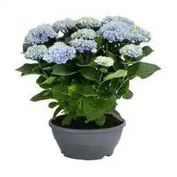 Dehner Hortensie ‘Magical’ Topf Ø14 cm Dehner Angebot