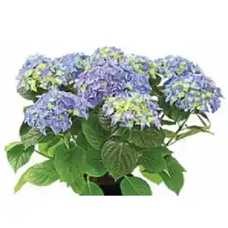 Dehner Hortensie Hydrangea macrophylla Dehner Angebot