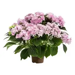 Dehner Hortensie ‘Floria Pink’ Dehner Angebot
