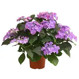 Dehner Hortensie ‘Tiffany’ Dehner Angebot
