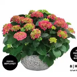 Dehner Pflanzarrangement Hortensie bepflanzen Dehner Angebot