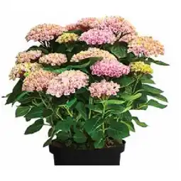 Dehner Hortensie ‘Magical’ Dehner Angebot