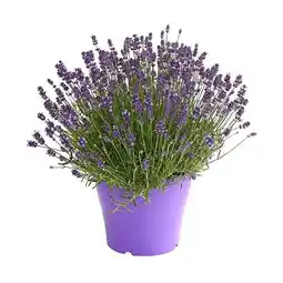 Dehner Lavendel Lavandula Angustifolia Dehner Angebot