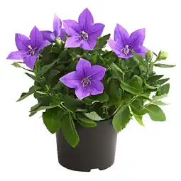 Dehner Ballonblume Dehner Angebot