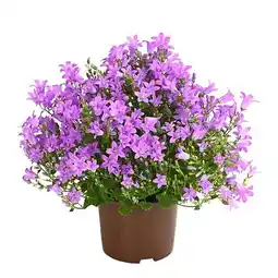 Dehner Glockenblume Dehner Angebot