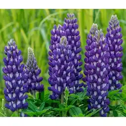 Dehner Lupine 'West-Country' Topf Ø 19 cm Dehner Angebot