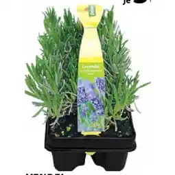 Dehner Lavendel Dehner Angebot