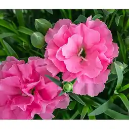 Dehner Garten-Nelke 'I Love You' Dehner Angebot