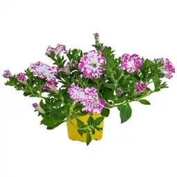 Dehner Hängepetunie 'Pink Sky' Topf Ø12 cm Dehner Angebot