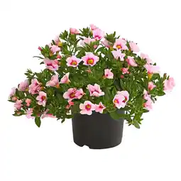 Dehner Minihängepetunie ‘Rosenauge’ Topf Ø12 cm Dehner Angebot