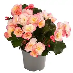 Dehner Begonie 'Cream Rose' Dehner Angebot
