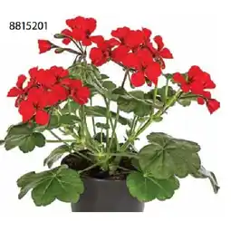 Dehner Bodendecker-Geranie ‘Caliente Dark‘ Dehner Angebot