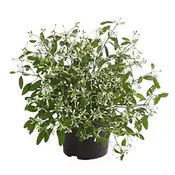 Dehner Zauberschnee 'Diamond Frost' Topf Ø 11 cm Dehner Angebot