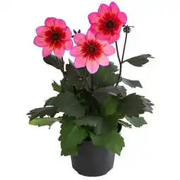 Dehner Dahlie ‘Dahlegria Tricolor’ Dehner Angebot