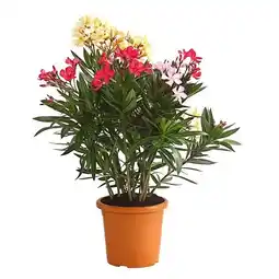 Dehner Oleander Trio Dehner Angebot