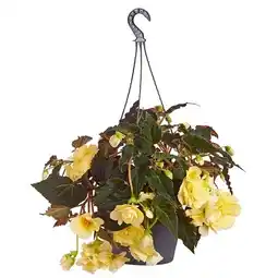 Dehner Hängebegonie ‘Champagner’ Dehner Angebot