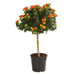 Dehner Wandelröschen, Stämmchen Dehner Angebot