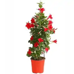 Dehner Dipladenie, Pyramide Topf Ø21 cm Dehner Angebot