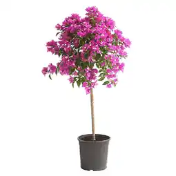 Dehner Drillingsblume, Stämmchen Dehner Angebot