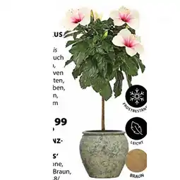 Dehner Hibiskus Topf Ø23 cm Dehner Angebot