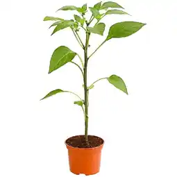 Dehner Mexikanischer Jalapeno, Topf Ø10,5 cm Dehner Angebot