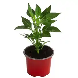 Dehner Peperoni 'Vulkano', Topf Ø10,5 cm Dehner Angebot