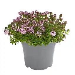 Dehner Bergbohnenkraut, Topf Ø14 cm Dehner Angebot