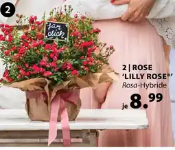 Dehner Lilly rose Angebot