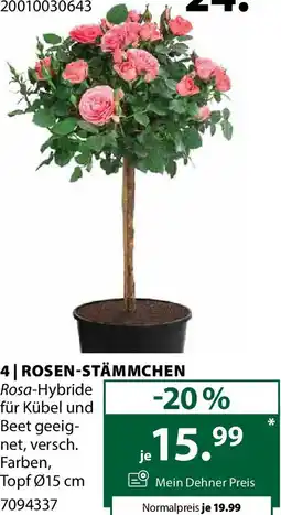 Dehner 4 rosen-stämmchen Angebot