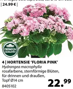 Dehner 4 hortensie 'floria pink' Angebot