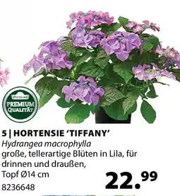 Dehner 5 hortensie 'tiffany Angebot