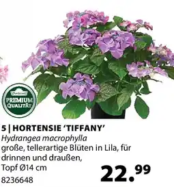 Dehner 5 hortensie 'tiffany Angebot