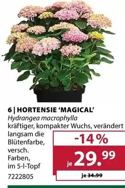 Dehner 6 hortensie magical Angebot