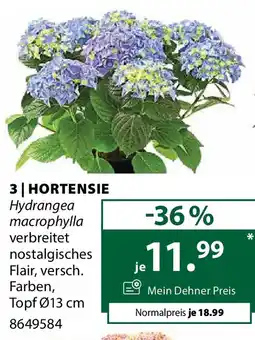 Dehner 3 hortensie Angebot