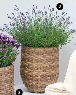 Dehner Lavendel Angebot